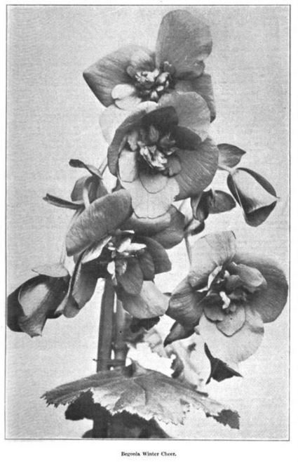 B. ‘Winter Cheer’